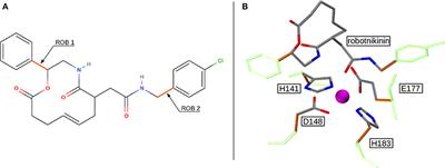 The Binding Mode of the Sonic Hedgehog Inhibitor Robotnikinin, a Combined Docking and QM/MM MD Study